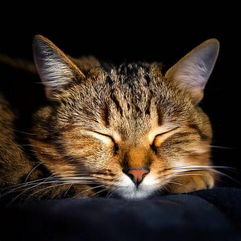 Harmonic Vibes for Cats' Evening Rest