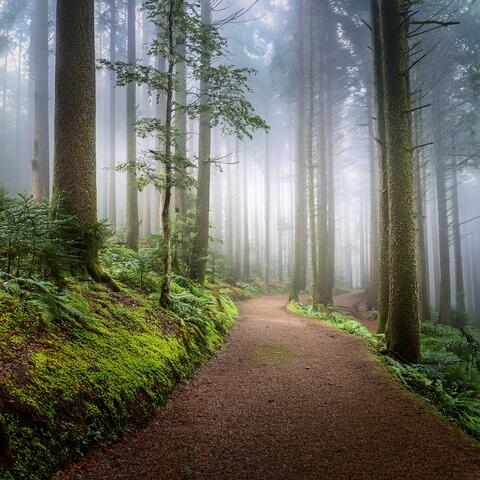 Voices Of The Ancient Forest: An Orchestra Exploration Of Sacred Woods And Timeless Secrets