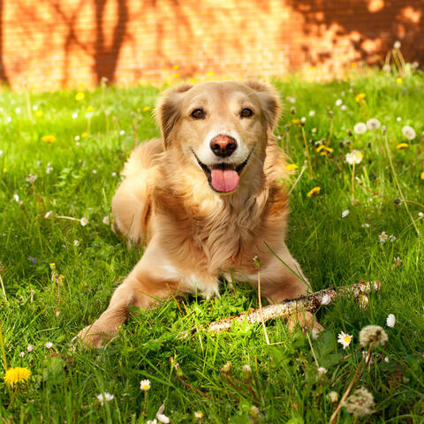 Ambient Dog's Joy: A Water Sym phony of Companionship