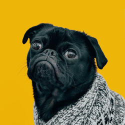 Doggies Zen