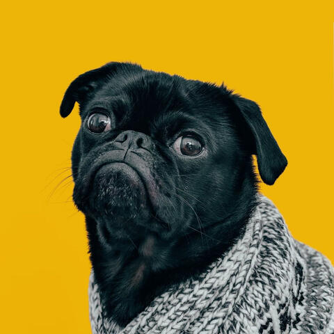 Lofi Dog Harmony: Music for Calm Canine Moments