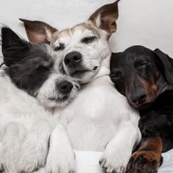 Calming Sounds for Doggie Serenity