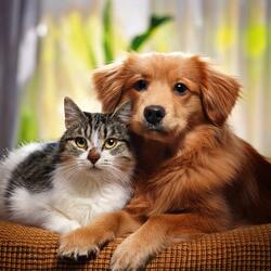 Soft Creature Gentle Soothing