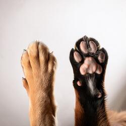 Soothing Sounds for Resting Paws