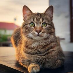 The Sound Of A Purr That Brings Peace