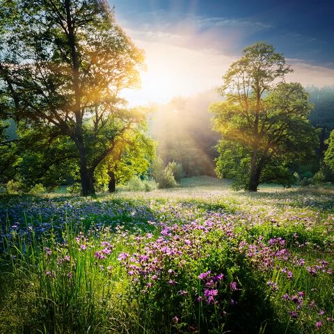 Music For Letting Go And Embracing Simplicity