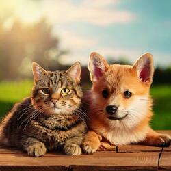 Quiet Time Pet Beats