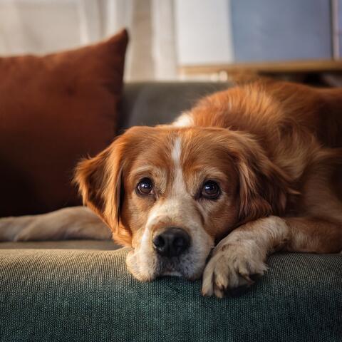 Music For Dogs: Joyful Tails And Cozy Naps