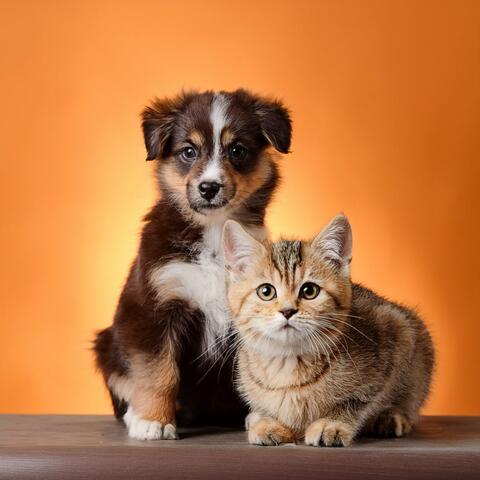 Música Para Mascotas Y Compañeros Juguetones