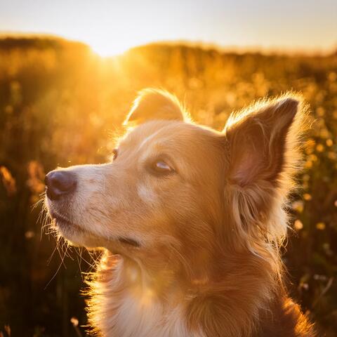 Music for Pets and Their Peaceful World