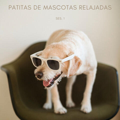 Patitas De Mascotas Relajadas Ses. 1