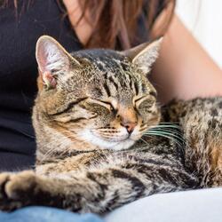 Sonidos Curativos Tranquilos