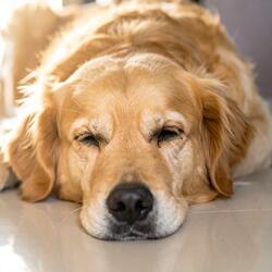 Canciones Para Perros Somnolientos