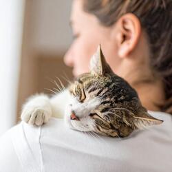 Descanso De Gatos Gentiles