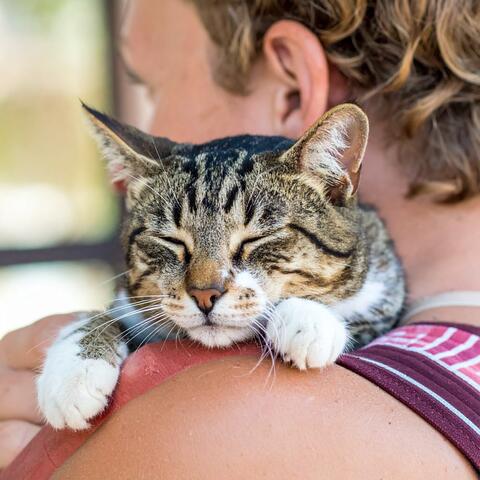Melodías Apacibles Para Dulces Gatos