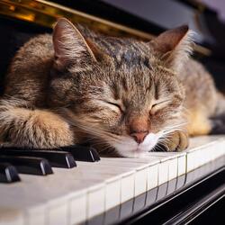 Harmonies For Curious Souls