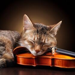 Symphony For Feline Bliss
