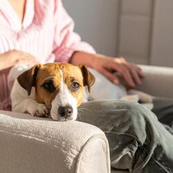 Ritmos Tranquilos Para La Relajación Del Perro