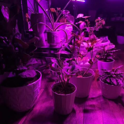 Purple Haze