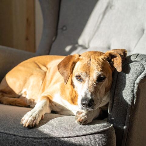 Música Relajante Lofi Para Calmar A Los Perros