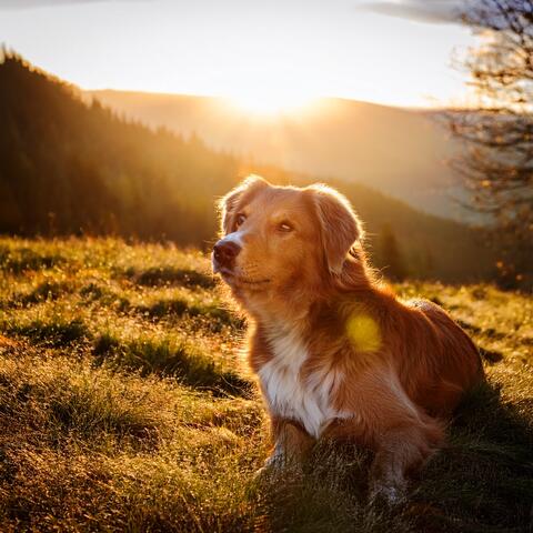 Music For Dogs In The Calm Of Companionship