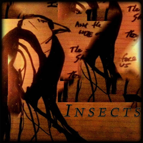 Insects