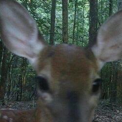 if there was an 'i' in team