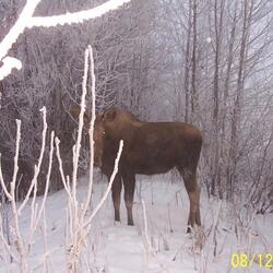 screaming at the moon