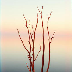 Lucid Veins