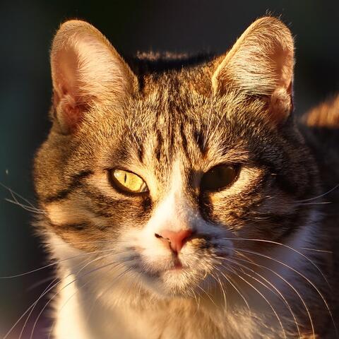 Music That Charms The Curious Cat