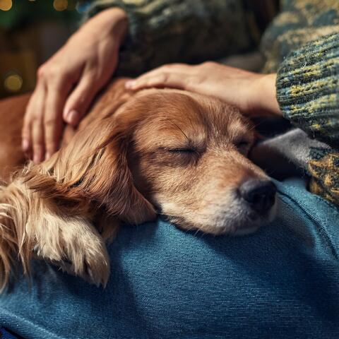 Music That Heals The Canine Heart