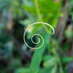 528 Hz Solfeggio Healing