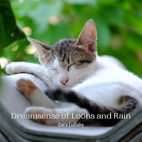 Dreamsense of Loons and Rain: Cat's Lullaby