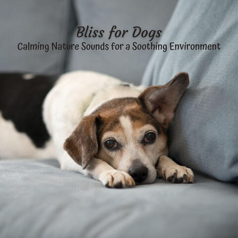 Bliss for Dogs: Calming Nature Sounds for a Soothing Environment