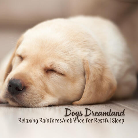 Dogs Dreamland: Relaxing Rainforest Ambience for Restful Sleep