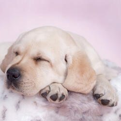 Harmonious Journey through Canine Serenity
