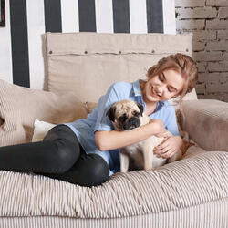 Melody of Rain for a Dog's Rest