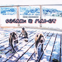 Собаки Лают