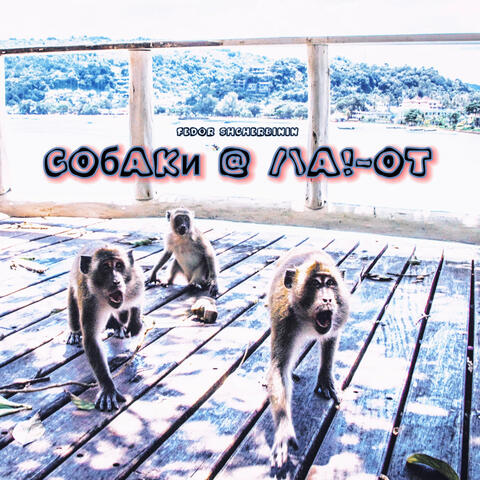 Собаки Лают