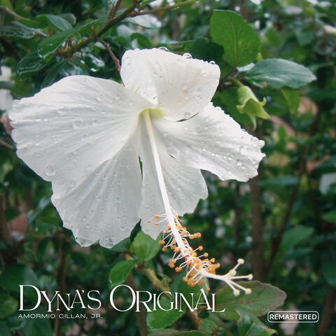 Dyna's Original