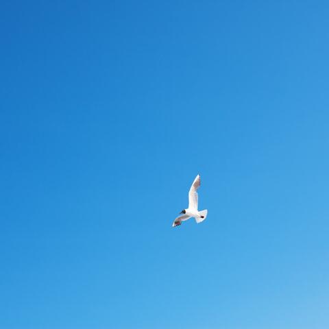 SOAR