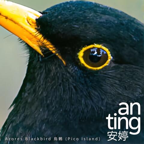 Azores Blackbird (Pico Island)