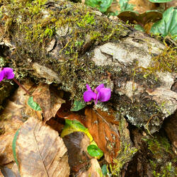 What the Wind Left Behind