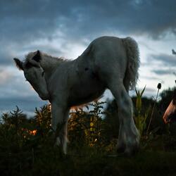 Why Is Everybody Running?