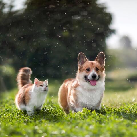 Gentle Soundscapes for Soothing Pets
