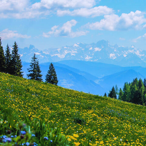 Merry Go Round of Life