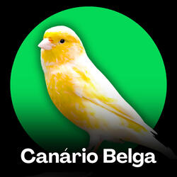 Canto Classico Fibrado