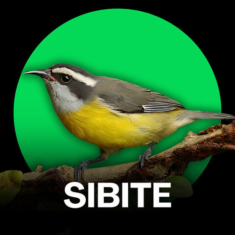 Sibite - Cantos e Chamados