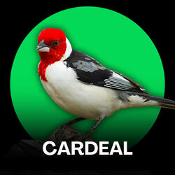 Cardeal - Fêmea Chamando
