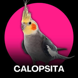 Calopsita - Pantera Cor de Rosa